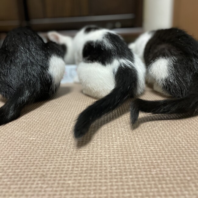 ドッグサポートきずなのカバー写真