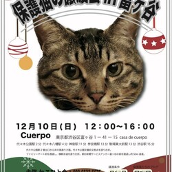 保護猫の譲渡会in富ケ谷