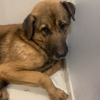 穏やかな性格のリムくん