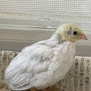 ヒメウズラ　雛１羽　他に成鳥カップルもおります