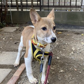 保健所からレスキュー！ジャックラッセル似のグミ！