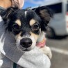 雑種の8ヶ月の男の子里親決まりました サムネイル2