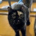 エキゾチックショートヘアー、ひらめちゃん