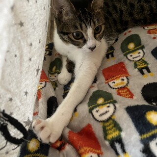 保護子猫　キジシロ女の子