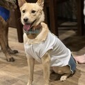とても健気な元野犬『ウリ』ちゃん  トライアル中