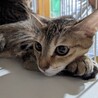 【12/3東日本橋】活発な麦わら美猫❤️まびちゃん サムネイル4