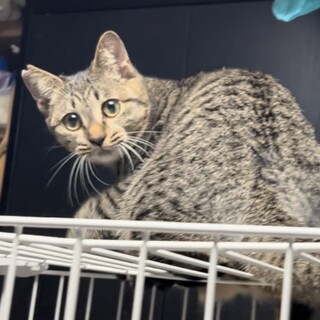 キジトラのルルンちゃん里親さん募集一時停止