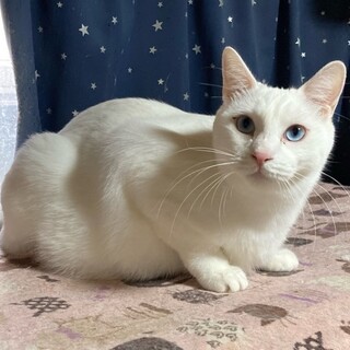 真白といっぱい遊んで！！