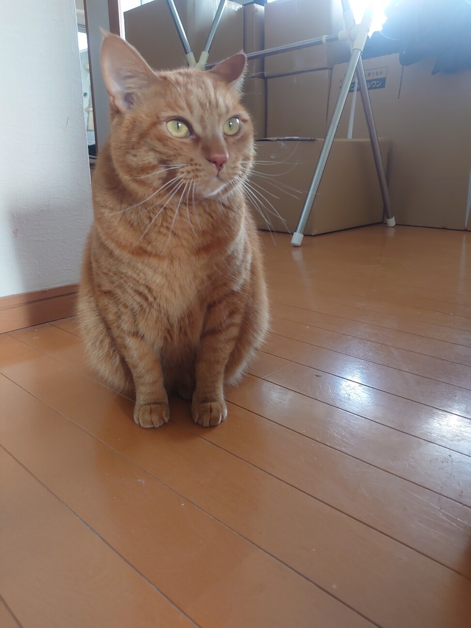 鍵しっぽ■2018年【函館】生まれ■オス サムネイル7