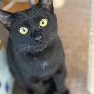 甘えん坊な黒猫くん