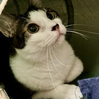 闘病をのりこえ復活!はかせくん