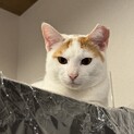 こむぎ(7か月くらい)