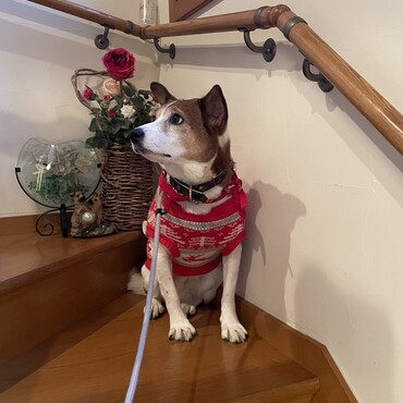 Christmasのセーター可愛い