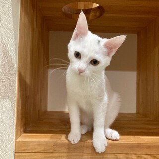 ありがとうございました★可愛い白猫マフィンちゃん