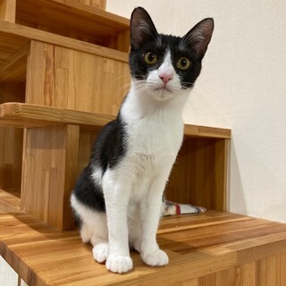 ありがとうございました★可愛いハチワレマユちゃん
