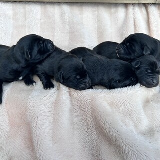 ラブラドールMIX 11/28生まれ　