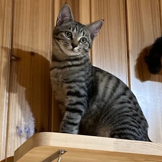 ありがとうございました★可愛らしいキジ虎トコちゃん