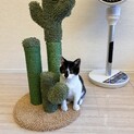 ２ヶ月半甘えん坊の男の子