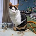 SOS！飼い主さんが施設入所。ロロちゃんの里親募集