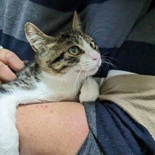 『現在お見合い中』生後約５か月、甘えん坊の男の子！