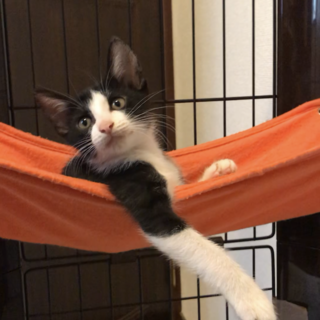 人なれ抜群な美ねこです