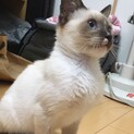 人馴れしています 綺麗なシャム猫 金ゴマくん