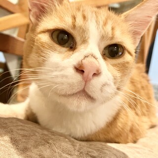 看板猫向き？❣️人懐こい茶白トラ❣️穏やかで友好的