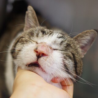 ごろごろ猫の獅童くん（川崎市）
