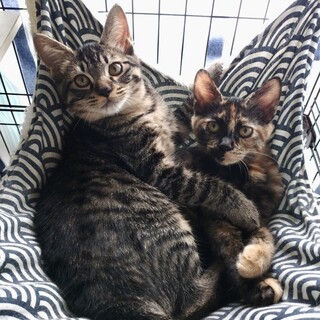 まんまる仲良し兄妹ペア