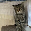 穏やかなキジトラ3ヶ月