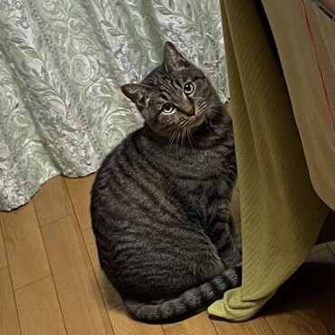 ボクは不満！だって寒いから( *｀ω´)寝床の強制衣替えにご機嫌斜めのテン(^^;;