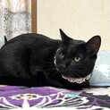 甘えたな黒猫さんです♪