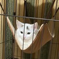 ほぼ白猫のチロくん