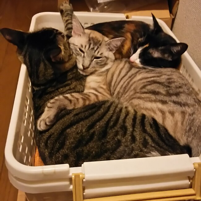 Love  ねこのカバー写真
