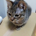 保護猫です。超デレデレ〜な甘えん坊のライ君（仮名）