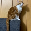 保護猫です。とてもお利口さんな控えめな女の子です。