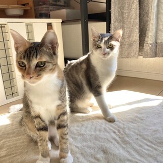 おねだり上手な美人姉妹！！