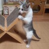 可愛い子猫のぐり君 サムネイル2