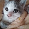可愛い子猫のぐり君 サムネイル3