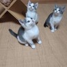 可愛い子猫のぐり君 サムネイル6