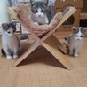 可愛い子猫のぐり君 サムネイル7