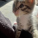 子猫　人懐っこい　可愛い　埼玉県さいたま市　