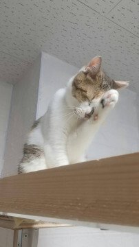 甘えん坊三毛ちゃん サムネイル2