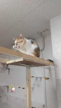 甘えん坊三毛ちゃん サムネイル4