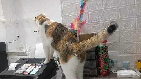 甘えん坊三毛ちゃん サムネイル5