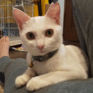 臆病だけど甘えん坊、くるりんしっぽ美人白猫ちゃん