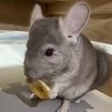 【募集一時停止中】