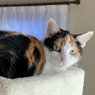 トライアル中　SOSなでなで美猫三毛みっぴー