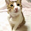 怪我からの復活！甘えん坊キジ白ドン♪