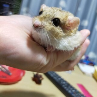 マカロニマウス♂♀決まりました